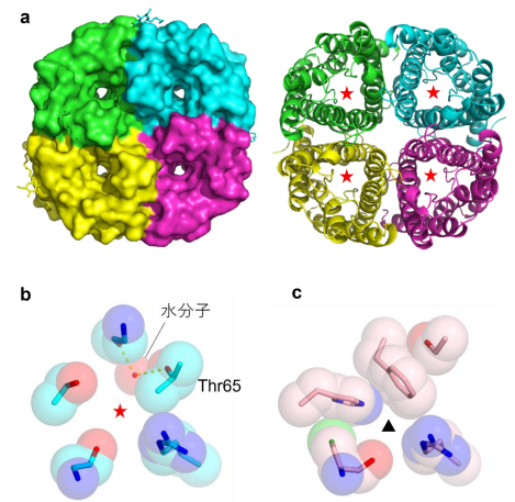 Structural basis for high selectivity of a rice silicon channel Lsi1