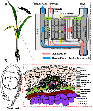 Node-localized transporters of phosphorus essential for seed development in rice