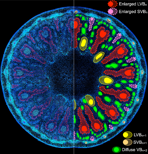 Review on The node, a hub for mineral nutrient distribution