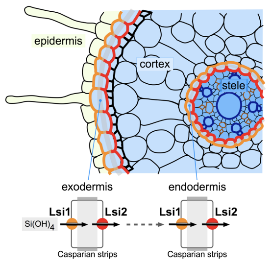 A co-operative system of silicon transport in plants